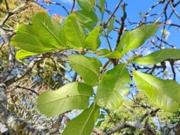 Kigelia africana spring leaves